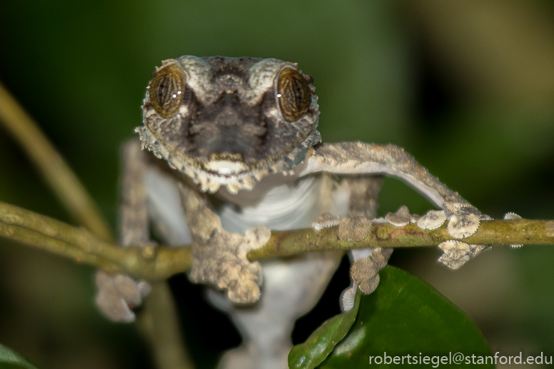 leaf-tailed gecko